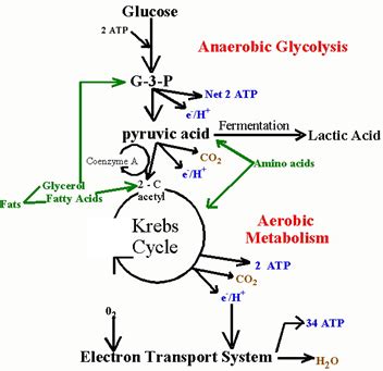 Difference Between Aerobic and Anaerobic Metabolism | Compare the Difference Between Similar Terms