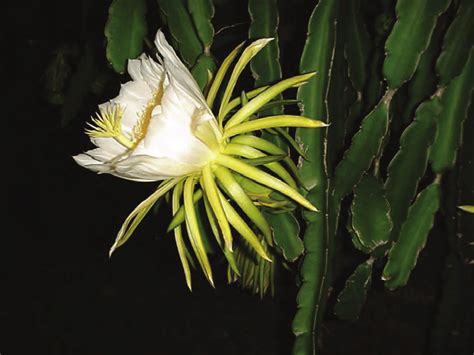 Flower of Hylocereus undatus (Haw.) Britton & Rose. (Picture by Geoff ...