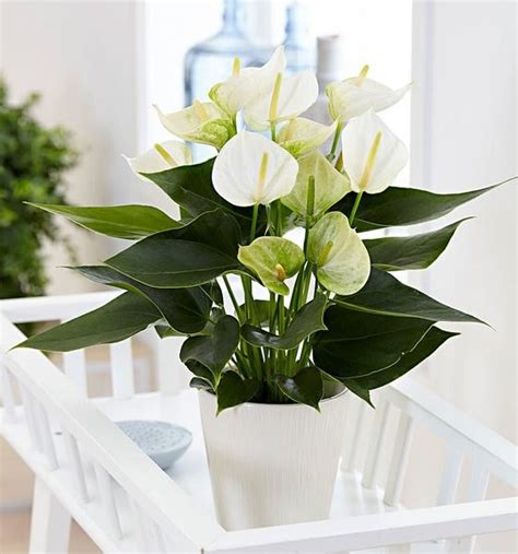 White Anthurium Plant at Rs 30/piece | Parvati Paytha | Pune| ID: 21426538762