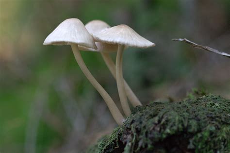 File:Unknown white mushroom growing.jpg