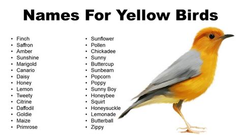 Yellow Bird Names: List of Names for Yellow Birds | Yellow bird, Names, Birds