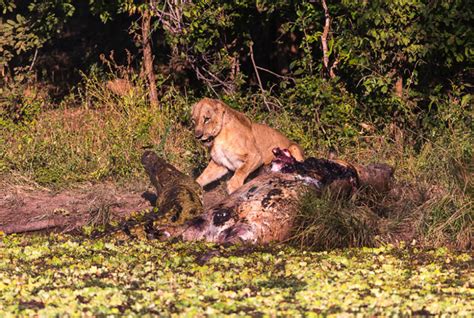 Lion and crocodile battle over a hippo carcass - Africa Geographic