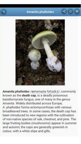 The Best Apps For Mushroom Identification (And Why a Book Is Better) - FreshCap Mushrooms