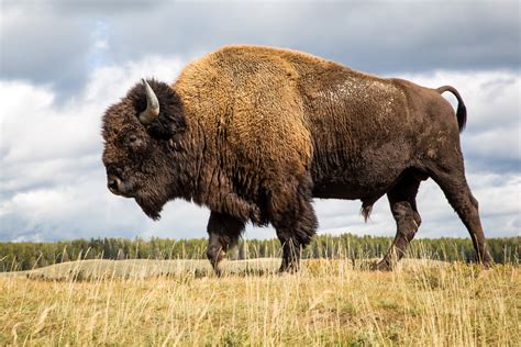 Yellowstone National Park | Proud Bison