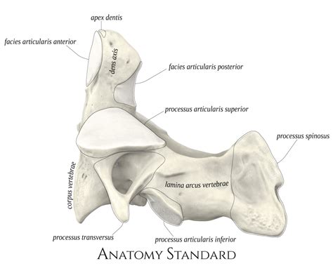 Axis, the second cervical vertebra