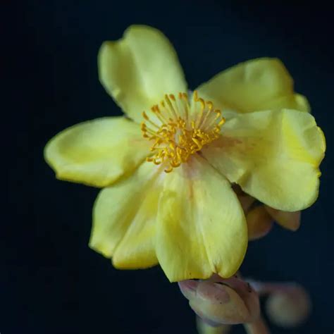 How to Set Up a Lighting Studio for Macro Flower Photography | Light ...