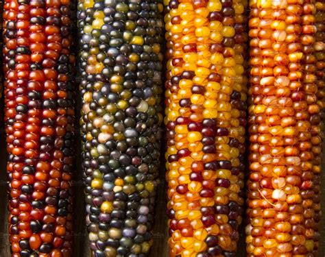 Multicolored Indian Corn | Holiday Stock Photos ~ Creative Market