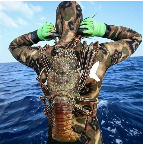 I've never seen a lobster the size of a human's torso before. This ...