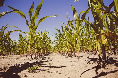 Agroforestry: A Sustainable Way to Feed the World | Greener Ideal