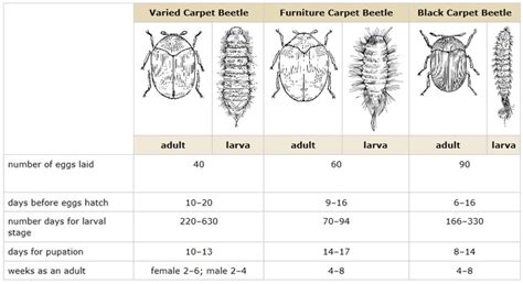 Carpet Beetles Life Cycle - Carpet Vidalondon