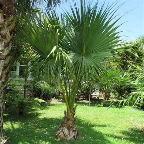 Dwarf Palmetto Tree