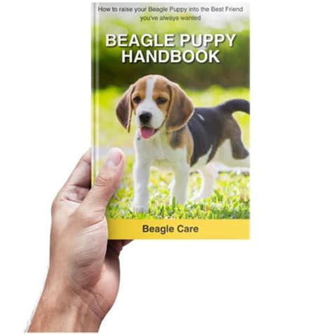 Beagle Feeding Guide: Age wise Diet Chart, Quantity and Best Food ...