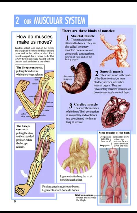 The Body And Its Functions In Spanish - vrogue.co