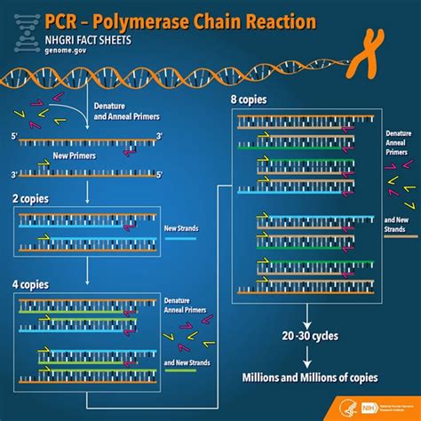 Identify And Describe The Steps Of Pcr