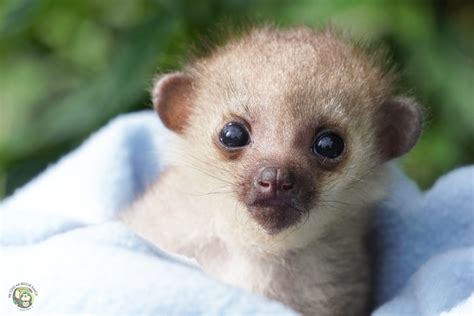 Orphaned Kinkajou Found Alone, Only A Few Days Old – Toucan Rescue Ranch