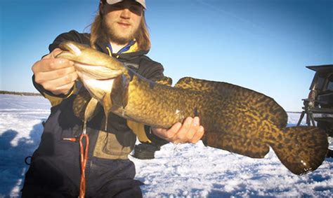 Aqua-Vu® HD Cameras Capture Never-Before-Seen Burbot Behavior | OutdoorsFIRST