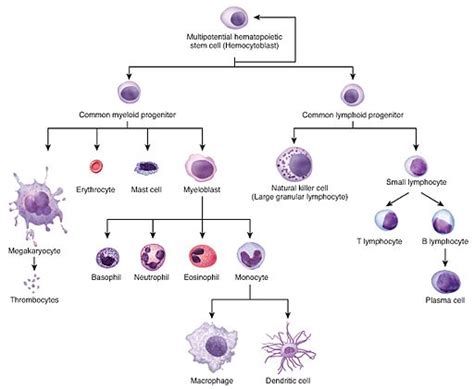 Progenitor Cells - Definition, Types, Vs Stem Cells and Function