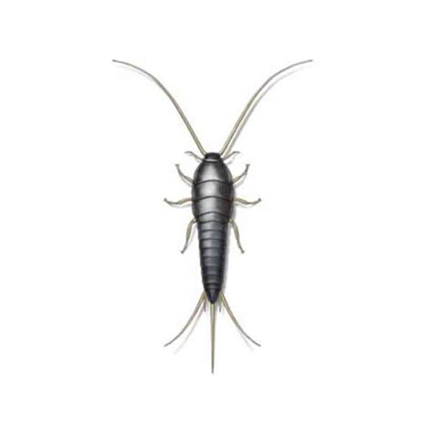 Silverfish Identification, Habits & Behavior | Isotech Pest Management