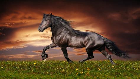 beautiful animals - Google Search | Horse wallpaper, Horses, Beautiful ...