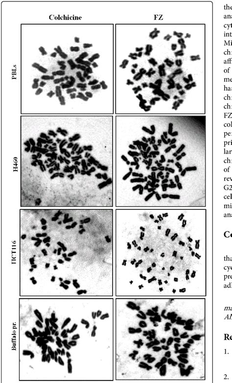 Metaphase chromosome preparation from different cells using FZ and ...