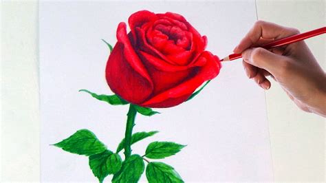 Pencil Drawing Of Rose at GetDrawings | Free download