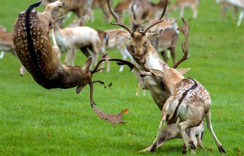 Une impressionnante bataille de cerfs, à Norflok, en Angleterre. | Deer species, Animals wild ...