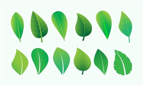 Premium Vector | Set of green leaf design inspiration vector icons