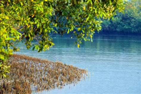 Sundarbans Tour Bangladesh | Oldest Tour Operator in Bangladesh