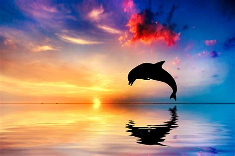 HD wallpaper: Dolphin, Sunset, 5K, Beautiful ocean | Wallpaper Flare