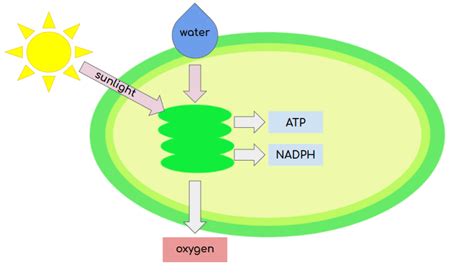 Photosynthesis Light Reaction Simple Diagram