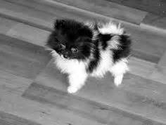 teacup pomeranian puppies for sale in colorado | Zoe Fans Blog | Cute Baby Animals | Pinterest ...