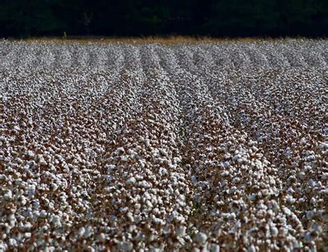 Environmental Impact of Cotton from Growing, Farming & Consuming (2023)