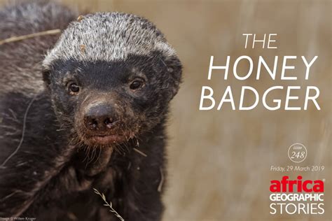 The Honey Badger - Africa Geographic