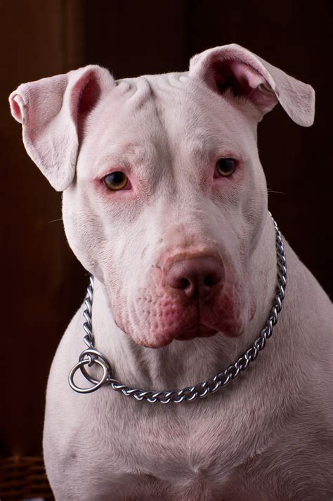 File:White Pitbull.jpg