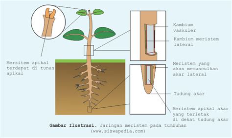 Jaringan Meristem Apikal Pada Tumbuhan Terdapat Pada - Homecare24