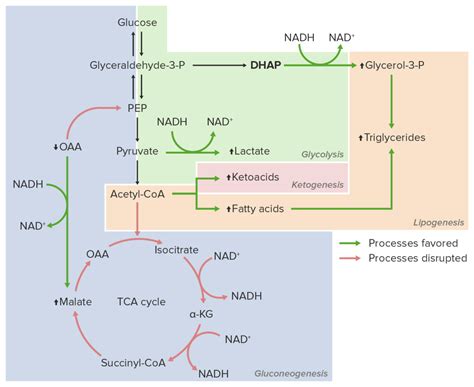 Ethanol Metabolism | Concise Medical Knowledge