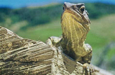 Tuatara: New Zealand reptiles