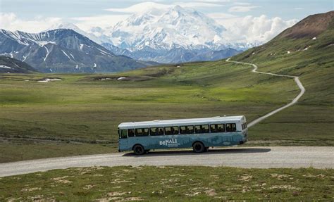 Denali Cabins: Base Camp to Adventure Near Denali National Park