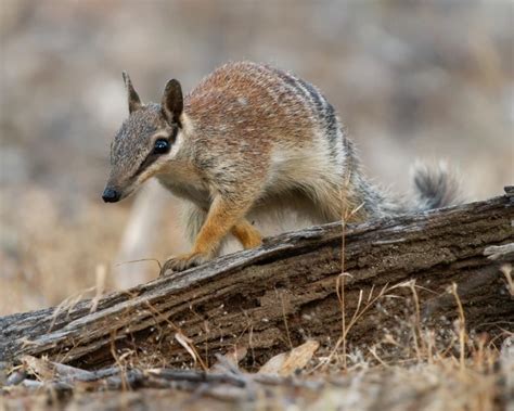 Numbat - Facts, Diet, Habitat & Pictures on Animalia.bio