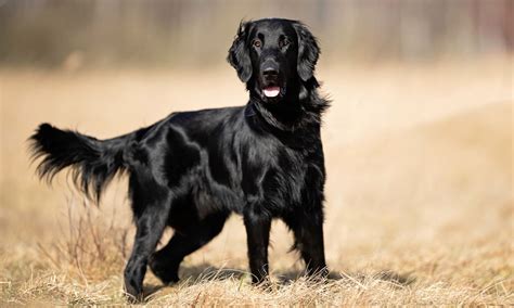 Flat-Coated Retriever Breed: Characteristics, Care & Photos | BeChewy