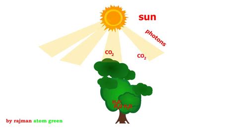 Animation of Photosynthesis - YouTube