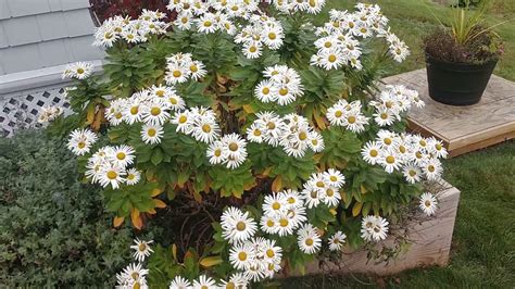 Montauk or Nippon Daisy a great flower for fall color in white - YouTube