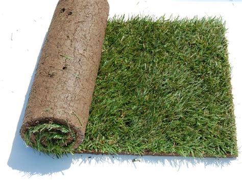 Rhizomatous Tall Fescue Sod | Kuenzi Turf & Nursery