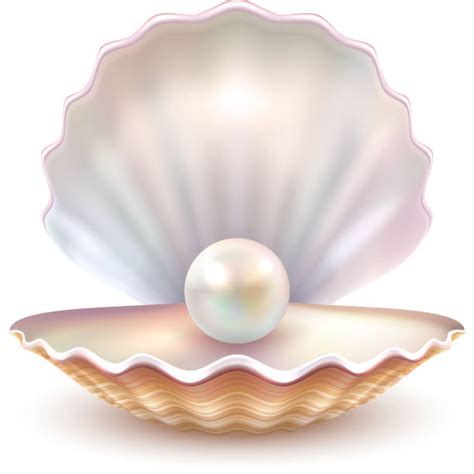 Pearl Oyster Illustrations, Royalty-Free Vector Graphics & Clip Art ...