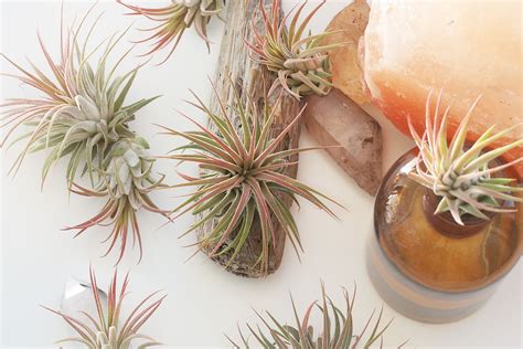 25 Air Plant Types To Grow Indoors