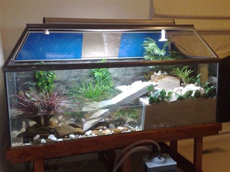 FISH ROOM CLEARENCE/ some fishes n a WHOLE CROCODILE TANK SET-UP in ...