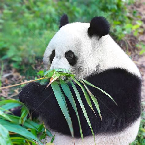 Panda Eating Bamboo Picture And HD Photos | Free Download On Lovepik