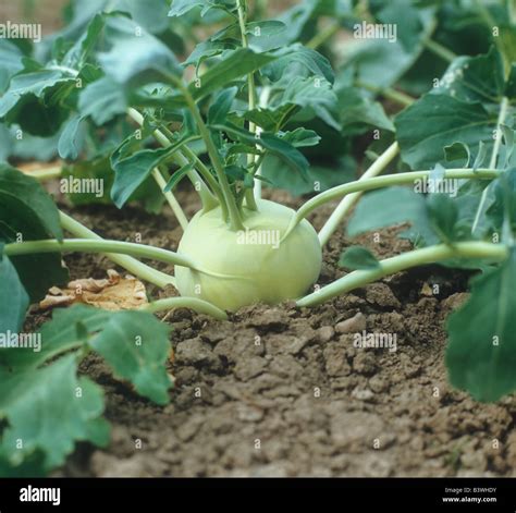 German turnips hi-res stock photography and images - Alamy