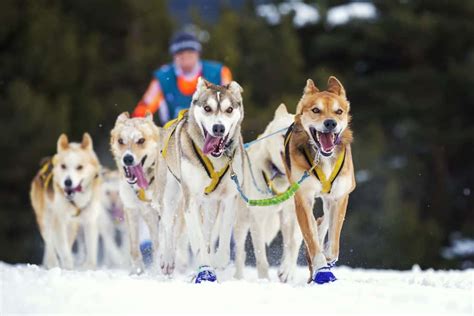 Tips For Choosing The Right Sled Dog Harness - RibotNyc