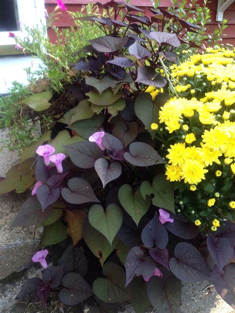 I did not know that sweet potato vine blooms in August! | Potato vines ...